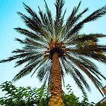 Le Soleil D'or