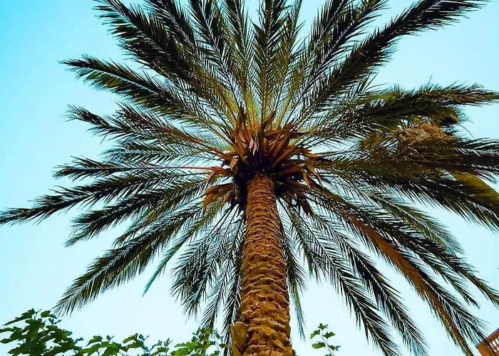 Le Soleil D'or